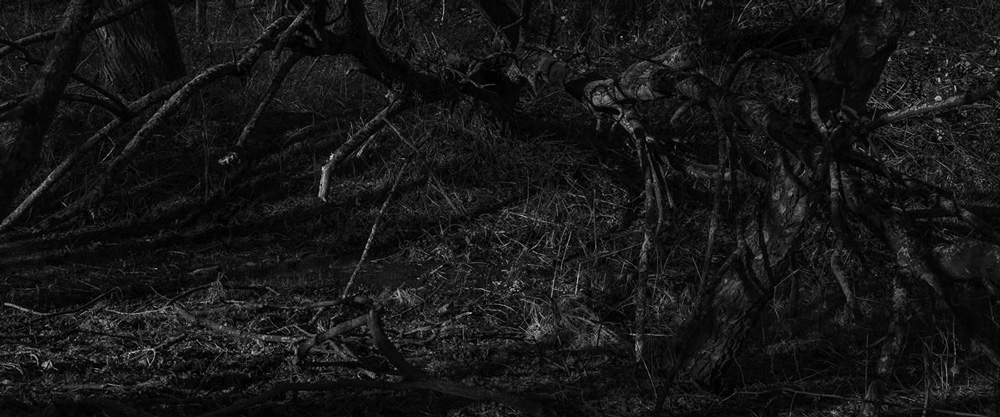 into the woods 6 zw | 2022 | fine art print A/P | 45x20 cm