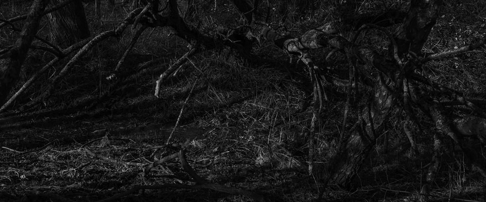 into the woods 6 zw | 2022 | fine art print A/P | 45x15 cm