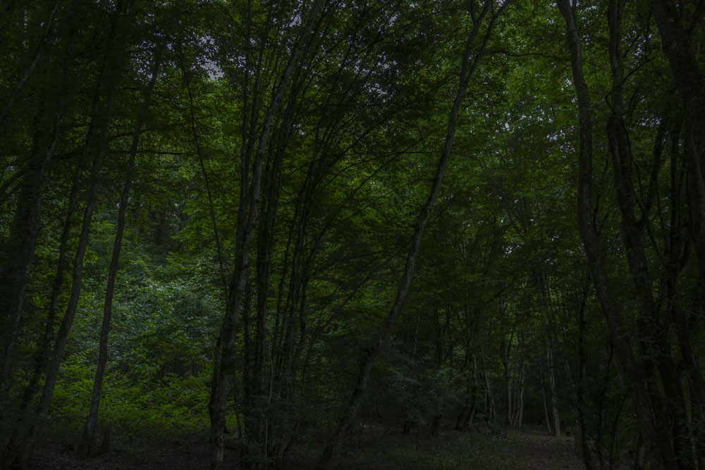 into the woods II / 1 | 2026 | fine art print | 45 x 30cm