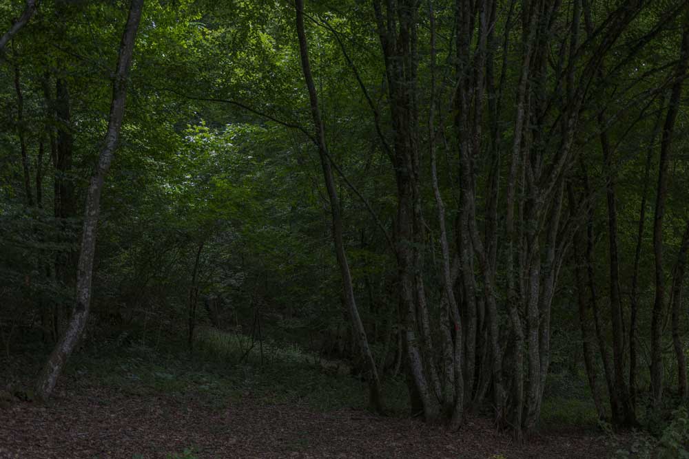 into the woods II / 3 | 2026 | fine art print | 45 x 30cm