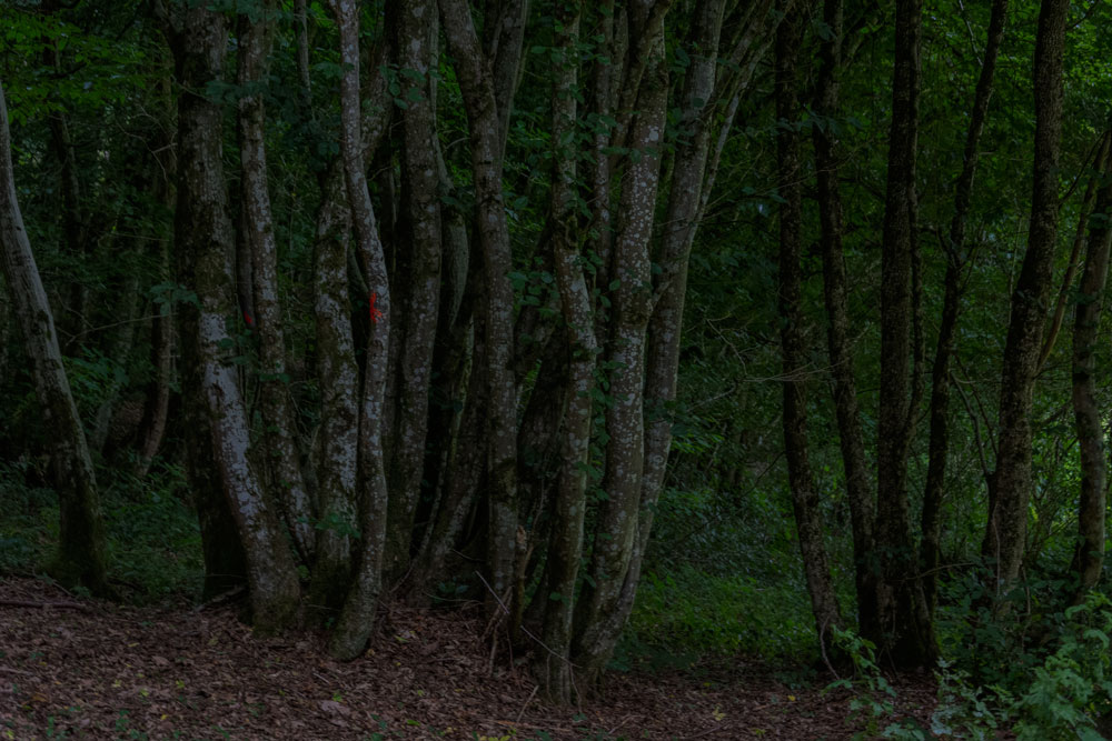 into the woods II / 4 | 2026 | fine art print | 45 x 30cm